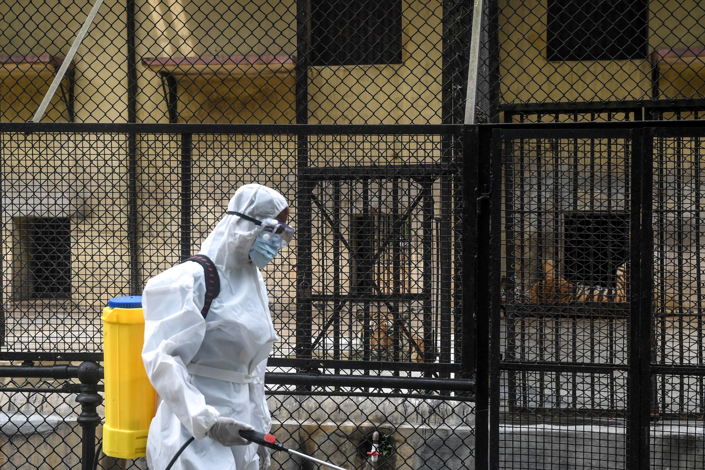 دراسة تؤكد إصابة القطط بكورونا.. الصحة العالمية تتحقق