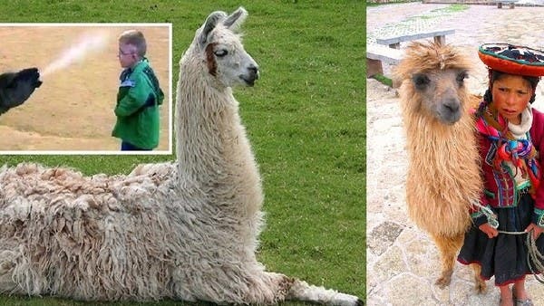 دم هذا الحيوان الذي يبصق بوجه الإنسان قد يفتك بكورونا