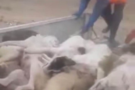 طمْر جِراء حيّة يُحرج المجلس البلدي لـ”بومالن دادس”