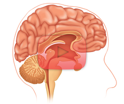 علوم الأعصاب خلال دقيقتين: البصلة السيسائية