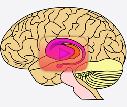 علوم الأعصاب خلال دقيقتين: الجسم المخطط.