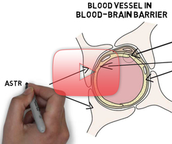 علوم الأعصاب خلال دقيقتين: الحاجز الدماغي الوعائي