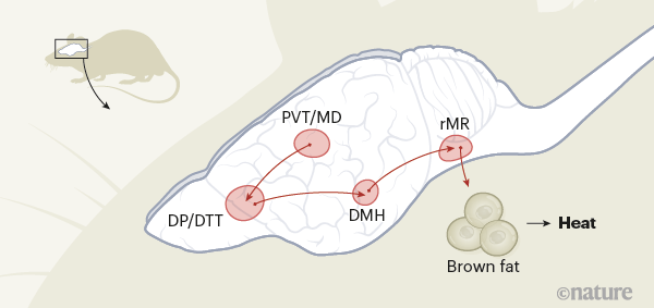قد تعاني من أعراض كورونا.. ولست مصاباً بالفيروس!
