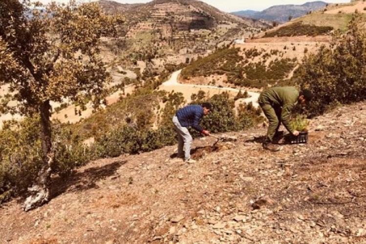 اعتداءات تضاعف جهود “المياه والغابات” بالحسيمة