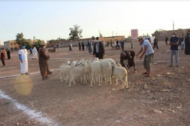 افتتاح سوق لبيع المواشي والأبقار ضواحي تطوان‎