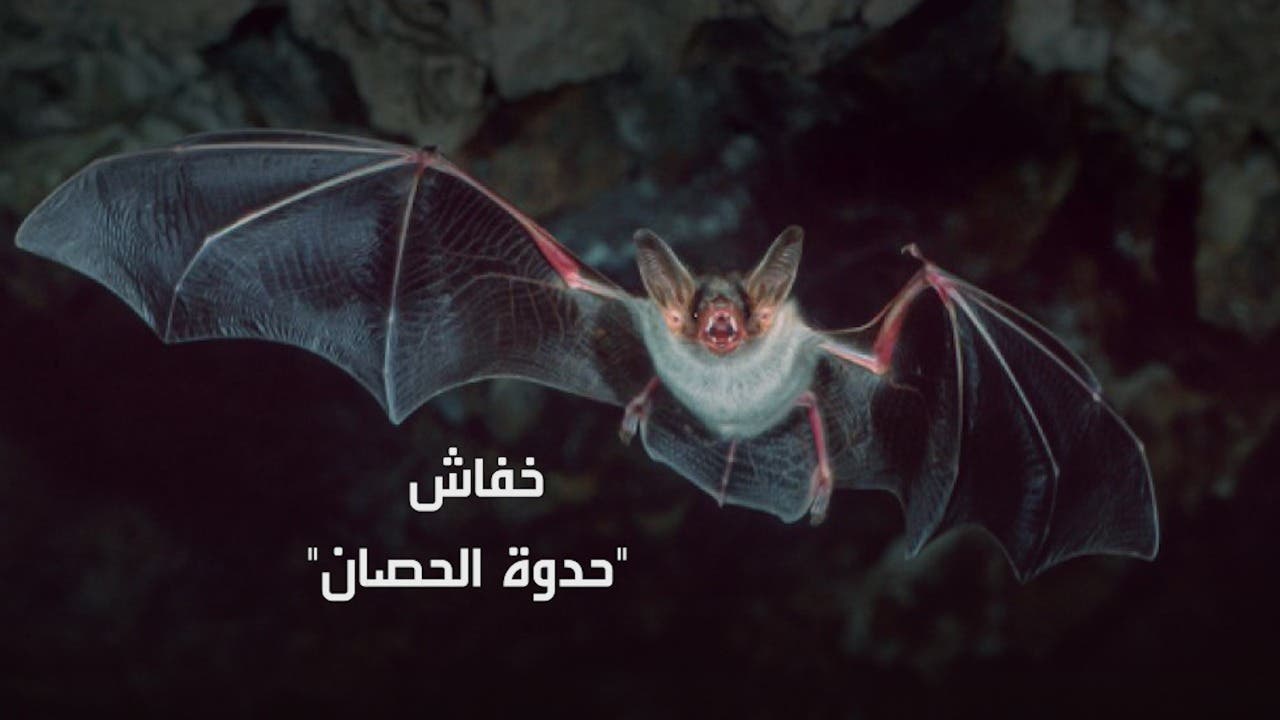 “المرأة الوطواط” للواجهة مجدداً.. هذا سبب الوباء!