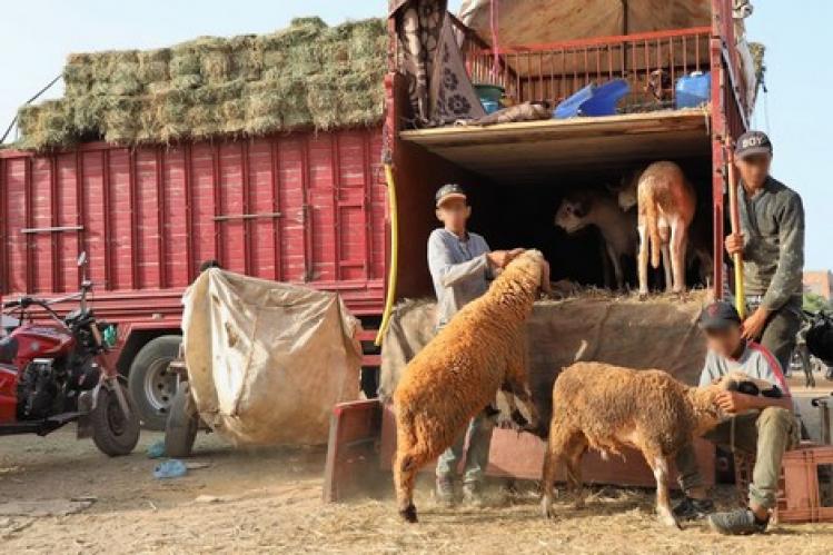 حزب مغربي يقترح إلغاء “عيد الأضحى” بسبب جائحة “كوفيد-19”