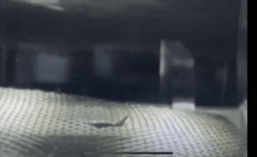 قد تستكشف مركبات طائرة بالغة الصغر ذات ألواح نانويّة المريخ يوماً ما