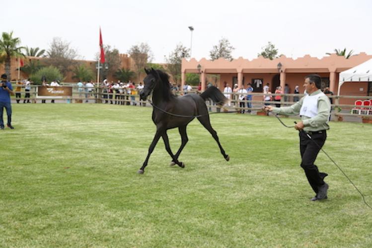 قطاع تربية الخيول يستعد لتجاوز كبوة “كورونا”