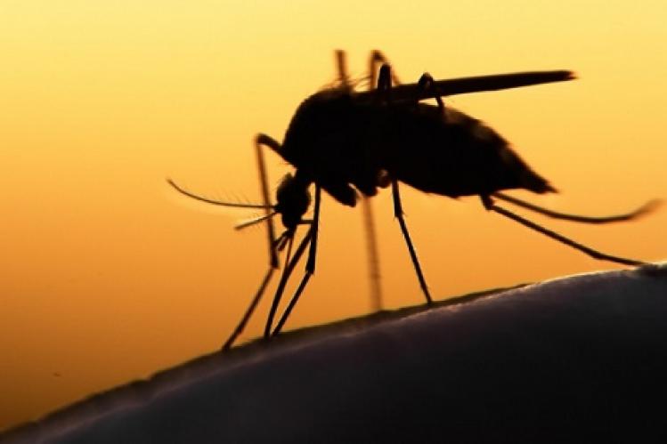 والي طنجة يطلق عملية محاربة انتشار البعوض