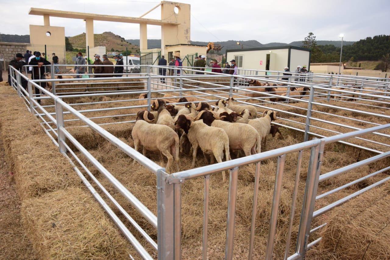 آزرو : فتح أول سوق نموذجي للمواشي على الصعيد الوطني