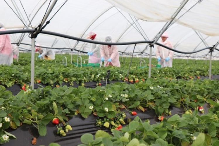 إصابات كورونا الجديدة تطال 8 جهات وتتراجع في “بؤر الفراولة”