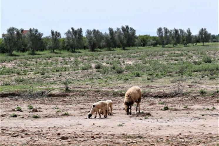 الجفاف و”كورونا” يُحاصران الفلاحين الصغار في “جبال الأطلس”