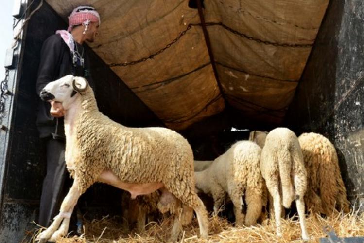 العثماني: قرار إلغاء عيد الأضحى بيد أمير المؤمنين