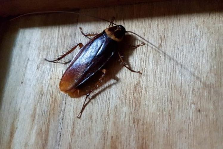 انتشار حشرات ضارة يقض مضجع ساكنة البيضاء