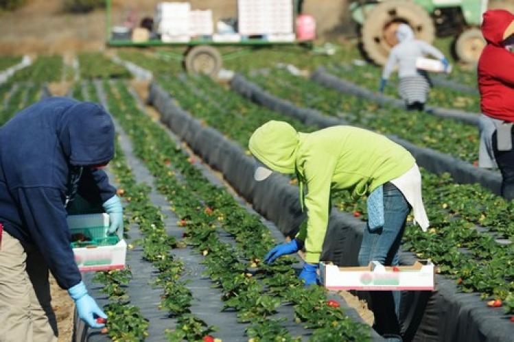 بؤر “معامل الفراولة” ترفع حصيلة “كورونا” وتنذر بوقوع كارثة وبائية