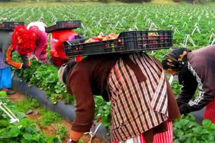 “بؤرة للا ميمونة” تواصل تفريخ كورونا وسط عشرات عاملات الفراولة