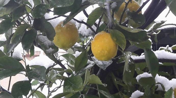 تضرر 9100 هكتار من المحاصيل الزراعية بجهة فاس مكناس بسبب عاصفة الصقيع