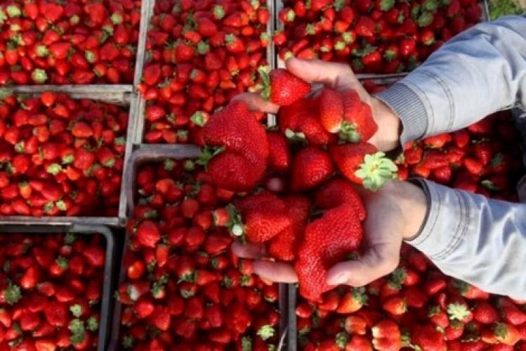 حقوقيون يطالبون بمحاسبة أرباب معامل الفراولة