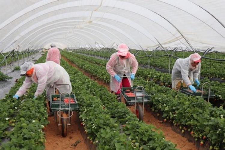 فيروس “كورونا” يواصل التفشي في “بؤر الفراولة” بـ104 إصابات