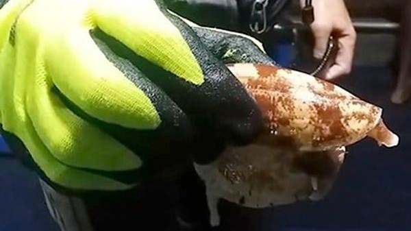 من سم الحلزون علاج “أكثر أماناً وفعالية” لمرض السكري