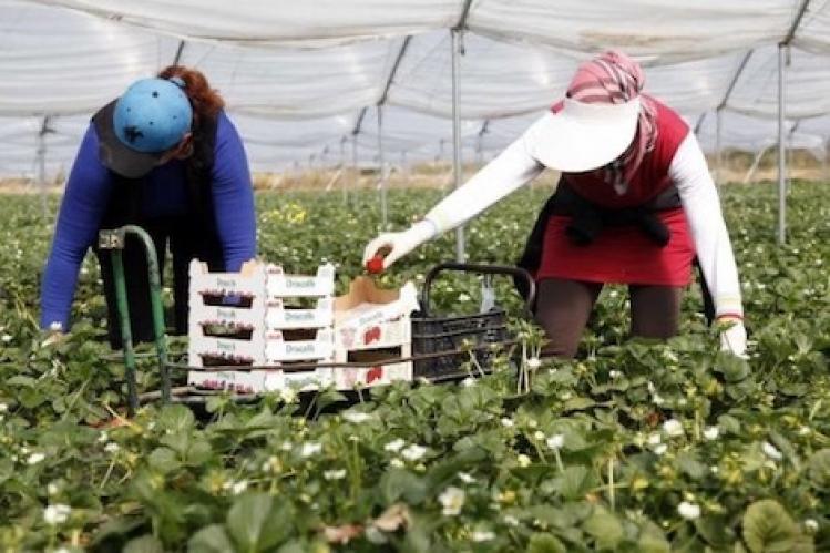 نواب يُطالبون بإنشاء مستشفى ميداني خاص ببؤر معامل الفراولة