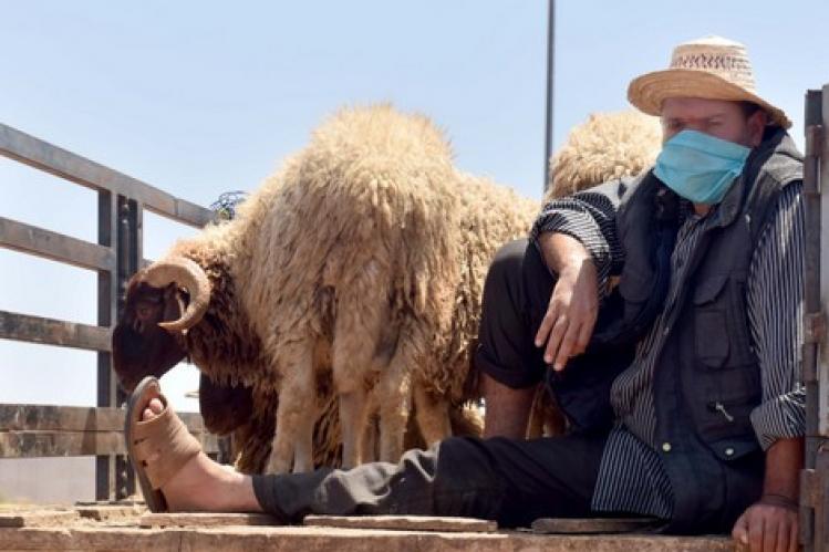 أسعار أكباش عيد الأضحى “تتكسر” وسط إقبال متواضع للمشترين