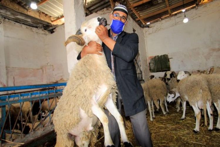 أسعار الأضاحي تتراجع بـ25 بالمائة بالدار البيضاء