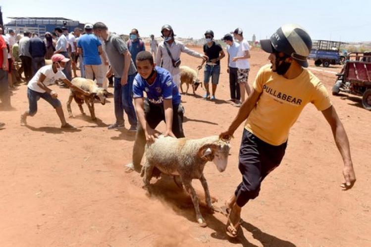 “ارتفاع لافت” يسم أسعار بيع الأضاحي في أسواق الدار البيضاء