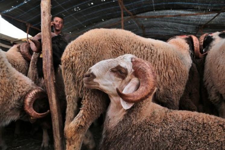 الداخلية تفعّل إجراءات احترازية في عيد الأضحى