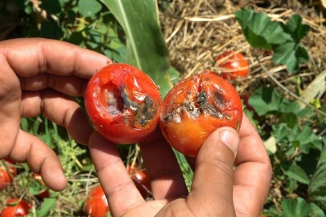 الزراعة تواجه سيطرة الوسطاء وسيادة المضاربات ضواحي الجديدة