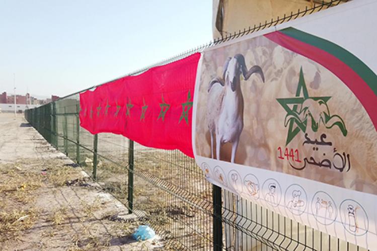 “الفلاحة” تُحدث سوقا نموذجيا للمواشي بأولاد النمة