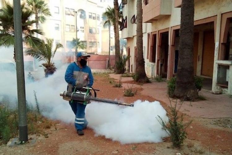 حشرات ضارة تؤرق الأسر البيضاوية في الصيف‎