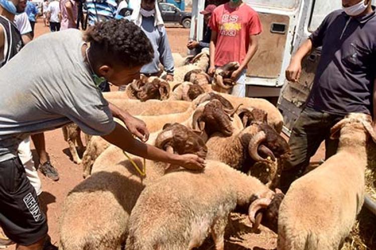 عرض 1,4 ملايين من الأضاحي في بني ملال خنيفرة