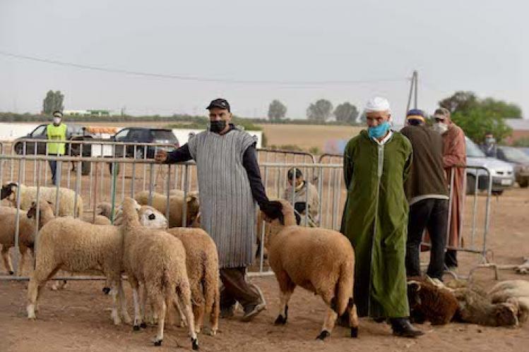 عرض الأغنام والماعز يفوق الطلب في جهة طنجة