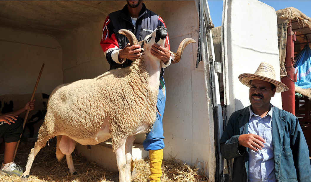 عيد الأضحى .. إخضاع الجزارين لاختبارات كورونا قبل تسليمهم رخصة الذبح