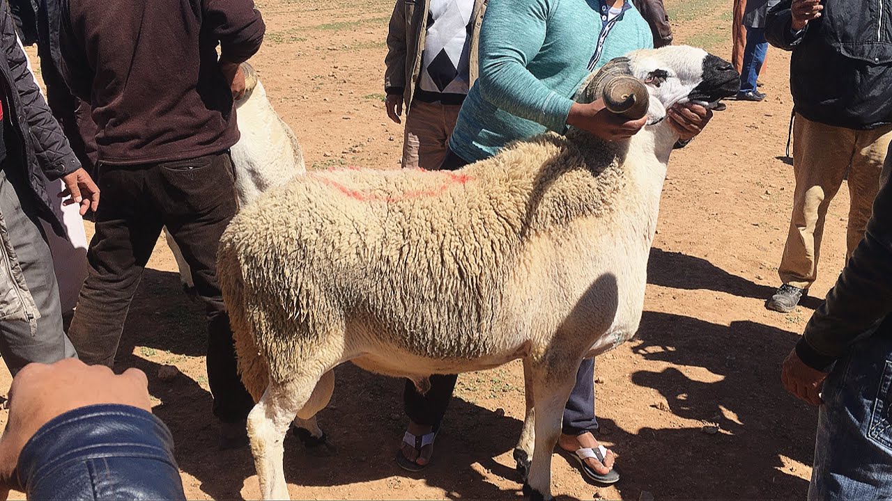 عيد الأضحى .. وزارتا الداخلية و الفلاحة تعلنان عن إجراءات جد صارمة