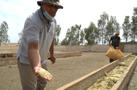 “مربو الصردي” ينفون التعليف بفضلات الدواجن