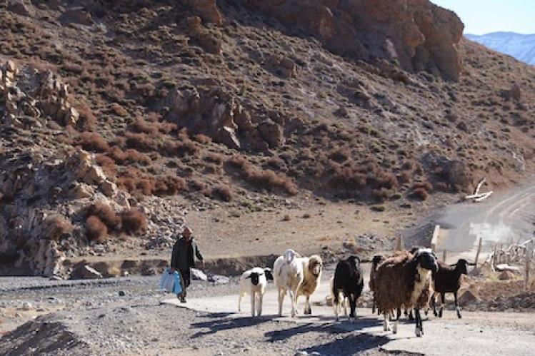 “هيئات سوسية” تشجب عودة “اعتداءات” الرحل‎