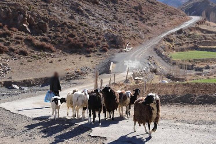 تجدّد الاتهامات للرحّل بإحداث “الفوضى في سوس”