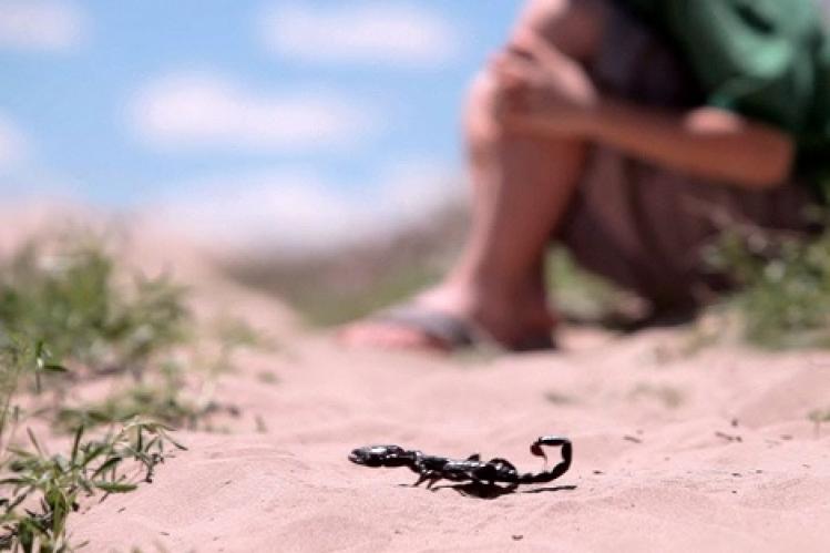 حقوقيون يستنكرون وفاة طفلة بلسعة عقرب بطاطا‎