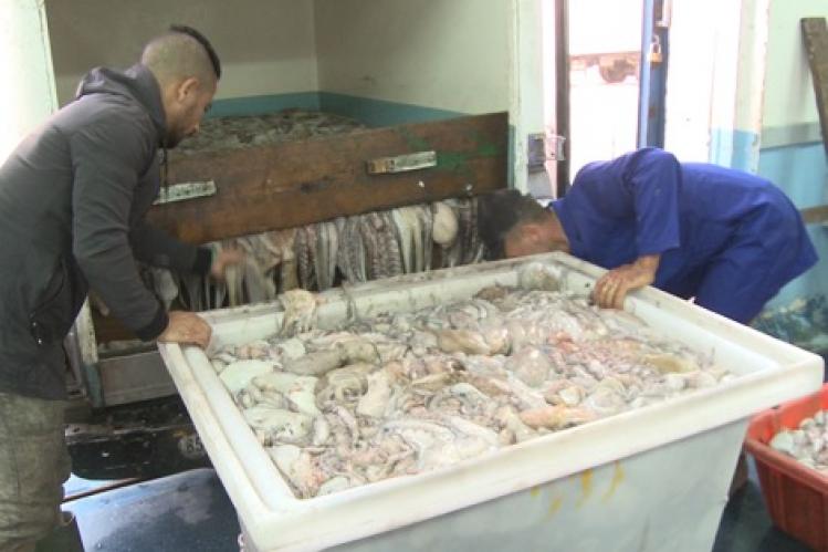 قوارب صيد الأخطبوط تستأنف نشاطها في العيون‎