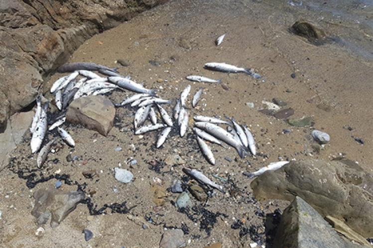 نفوق أسماك يسائل جهود محاربة التلوث بالفنيدق