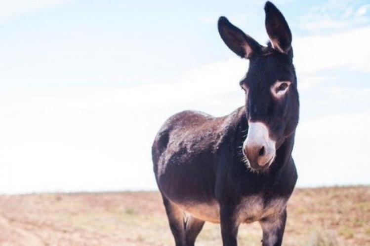 “حجز حمار” يحرج المسؤولين في جماعة تومليلين