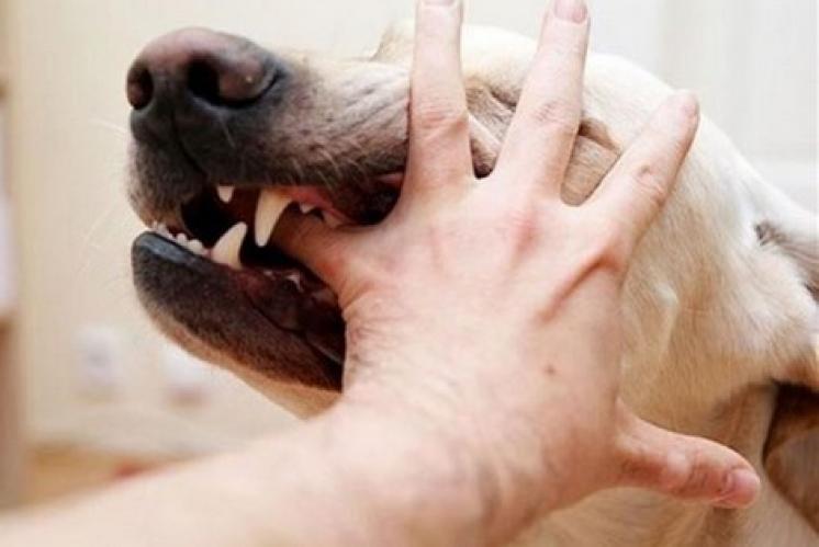 عدد المصابين بداء السعار ينخفض في المغرب