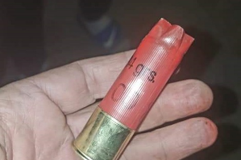 استنكار يرافق “مجزرة” قتل الكلاب الضالة بالعرائش