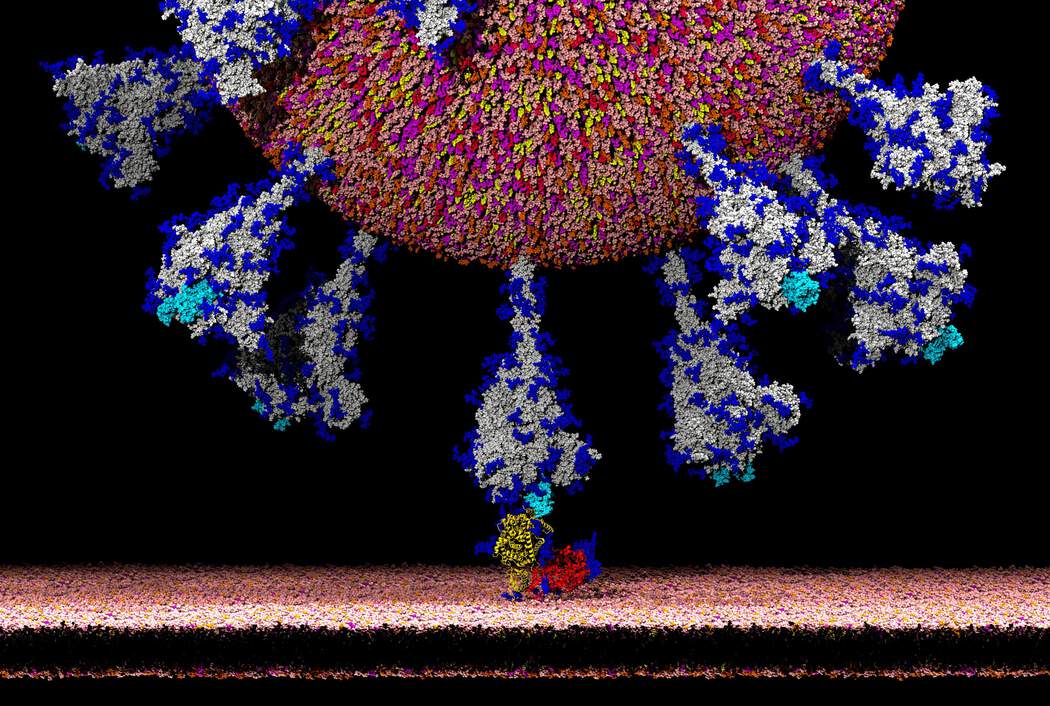 غيّر شكله بطفرة.. كورونا يراوغ والعالم عاجز