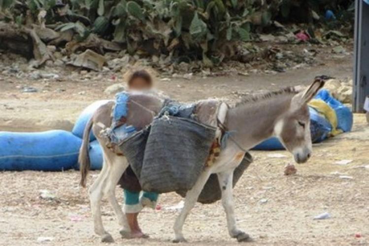 قصة احتجاز حمار نواحي تارودانت .. سياسة وانتقام وأشياء أخرى