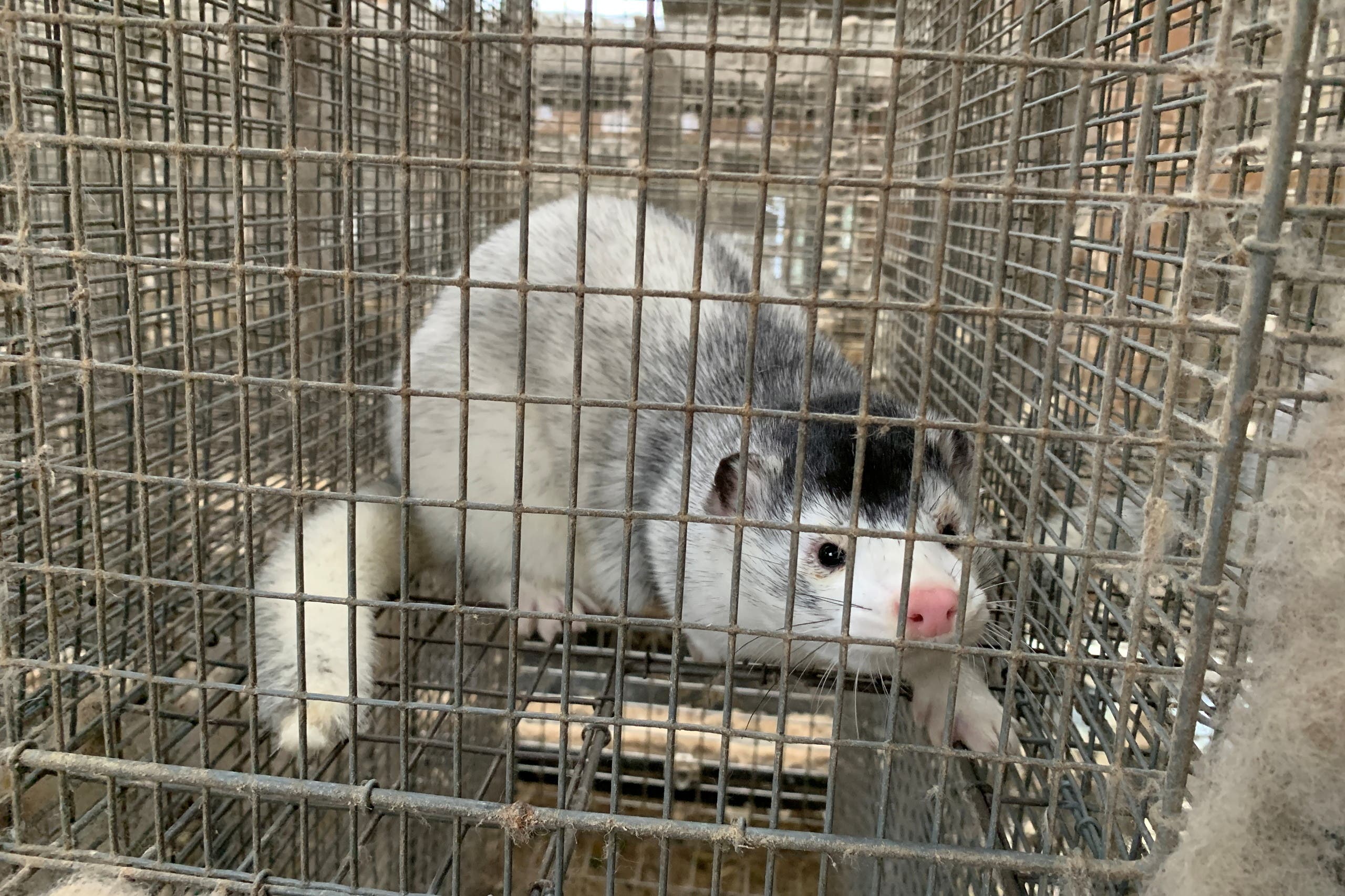 الصحة العالمية “قلقة” من ظهور كورونا بمزارع المنك