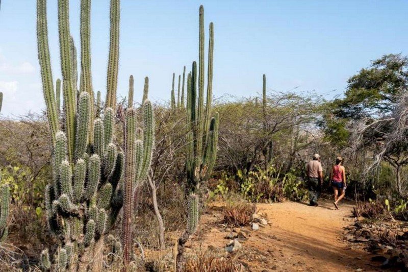أروبا .. متعة مختلفة في منطقة البحر الكاريبي